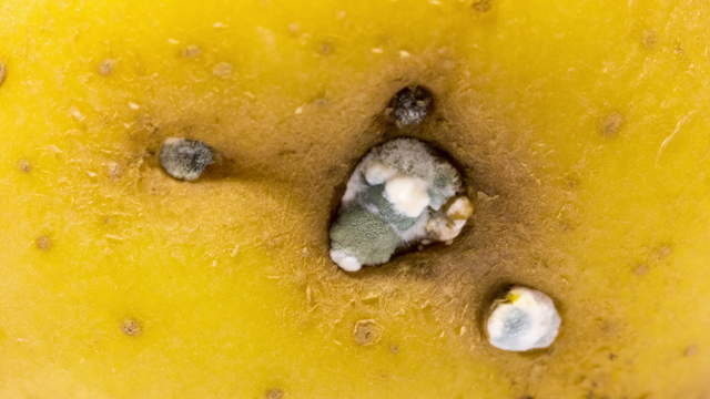 Gekochte Kartoffel Macro