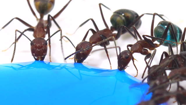Ameisen trinken blaues Zuckerwasser - Makro