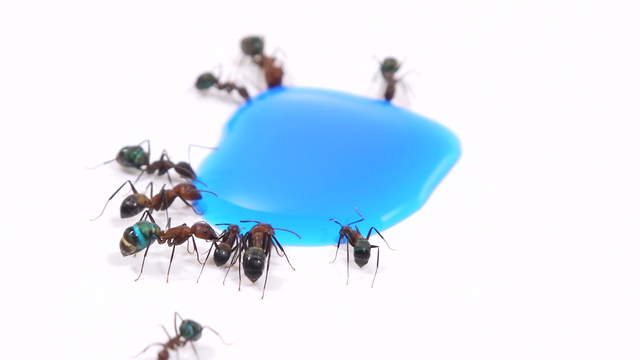 Ameisen trinken blaues Zuckerwasser
