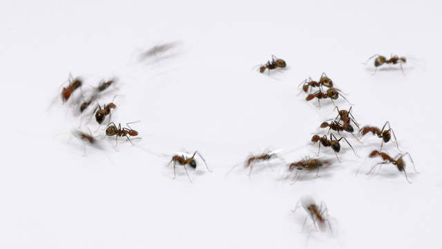 Ameisen trinken Wasser