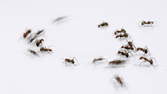 Zeitraffer - Ameisen trinken Wasser