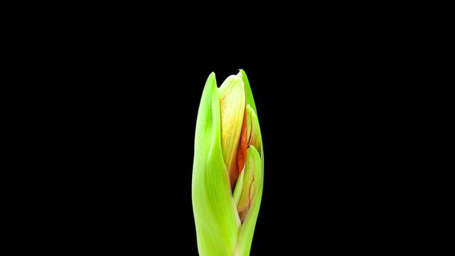 Amaryllis Blüte Close-Up