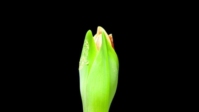 Amaryllis Blüte Close-Up 2