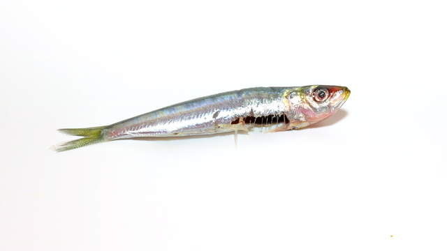 Ameisen fressen Sardine