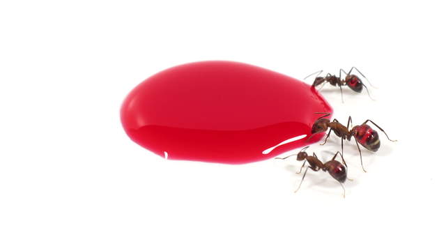 Ameisen trinken rotes Zuckerwasser - Seitenansicht