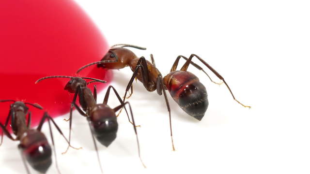 Ameisen drinken rotes Zuckerwasser - Makro
