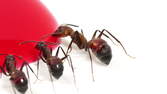 Zeitraffer - Ameisen trinken rotes Zuckerwasser - Makro