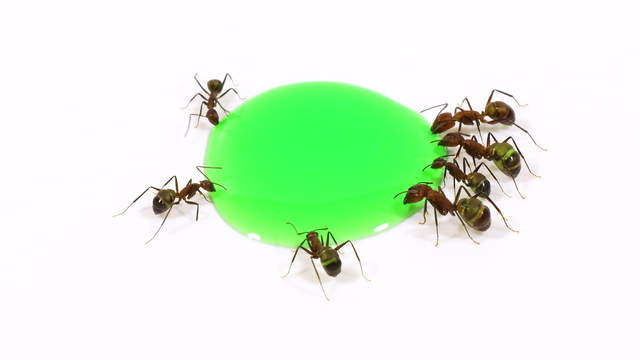 Ameisen trinken grünes Zuckerwasser