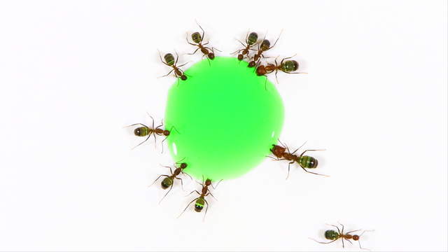 Ameisen trinken grünes Zuckerwasser - Topview