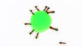 Zeitraffer - Ameisen trinken grünes Zuckerwasser - Topview