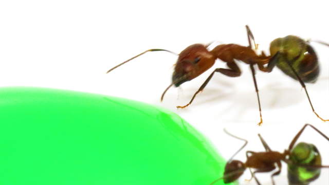 Ameisen trinken grünes Zuckerwasser - Macro