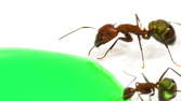 Zeitraffer - Ameisen trinken grünes Zuckerwasser - Macro
