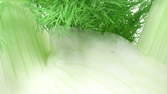 Zeitraffer - Fenchel Makro
