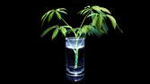 Zeitraffer - Schefflera Ableger