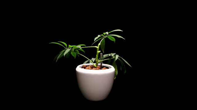 Schefflera Pflanze aus Ableger