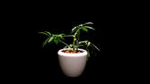Zeitraffer - Schefflera Pflanze aus Ableger