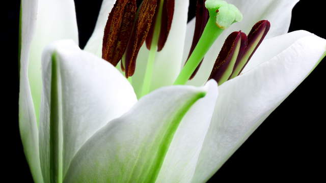 Lilie Mehrfarbig Makro