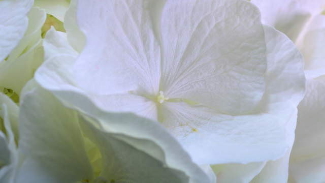 Horthensie Bunt Makro