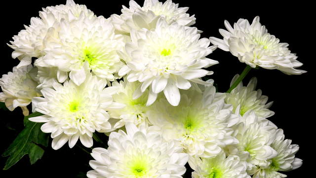 Chrysanthemen Bunt Topview