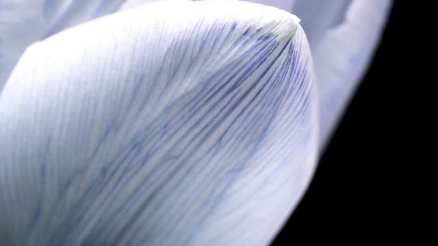 Tulpe Blau Makro