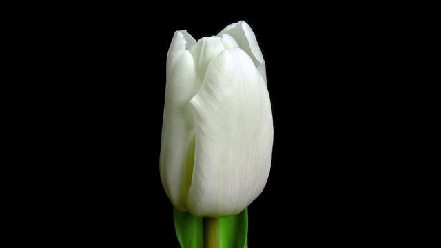 Tulpe Zweifarbig