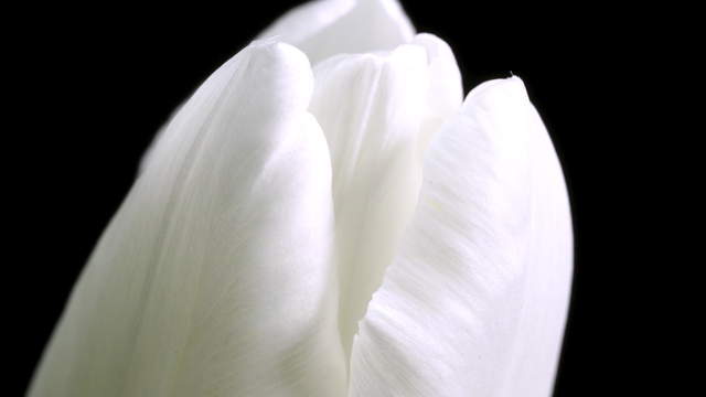 Tulpe Zweifarbig Makro