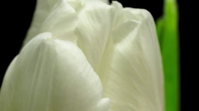 Tulpe Farbwechsel Makro
