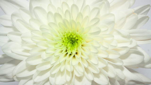 Chrysantheme Färbung