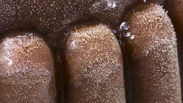 Schokopudding Makro
